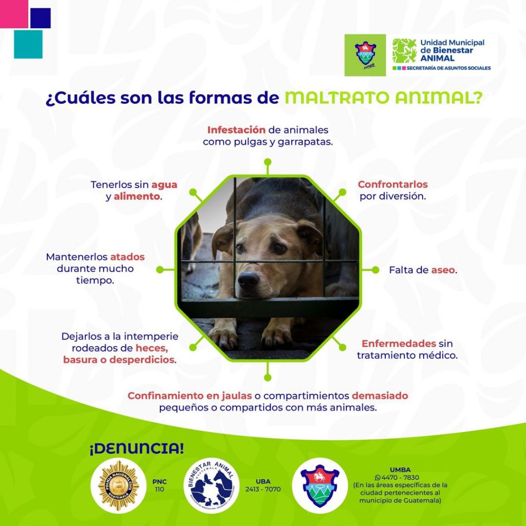 Denuncia el maltrato animal en Guatemala