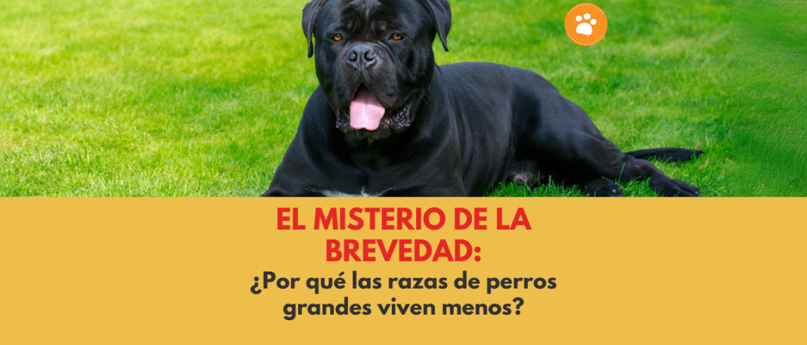 El Misterio de la Brevedad ¿Por Qué las Razas de Perros Grandes Viven Menos