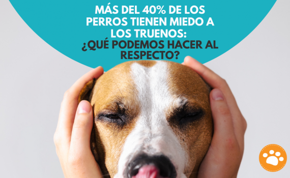 Más del 40% de los perros tienen miedo a los truenos