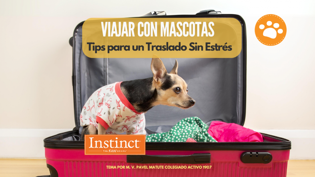 Viaja con mascotas, tips para un traslado sin estrés