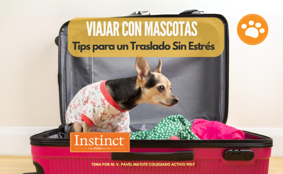Viaja con mascotas, tips para un traslado sin estrés