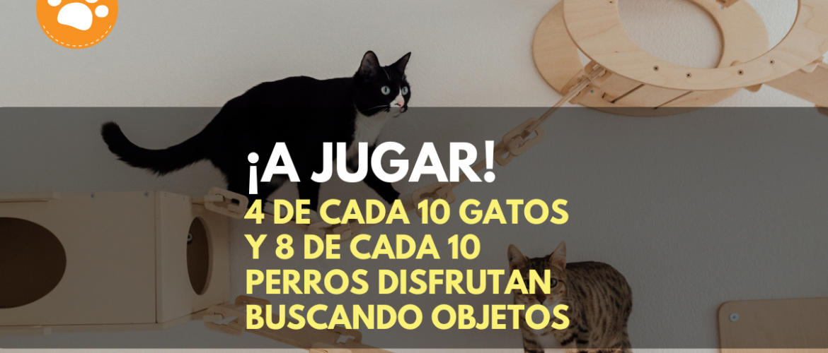 ¡A Jugar! 4 de cada 10 gatos y 8 de cada 10 perros disfrutan buscando objetos