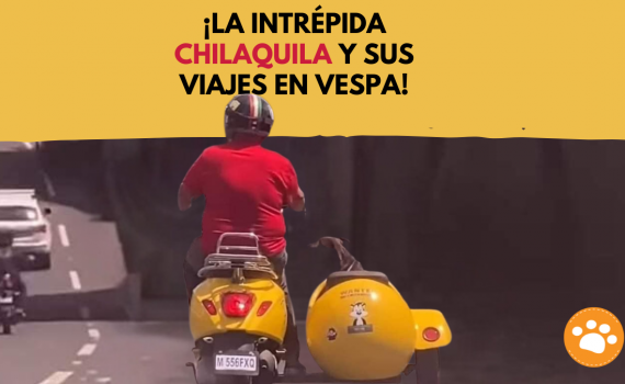 ¡La intrépida Chilaquila y sus viajes en Vespa!