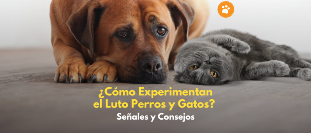¿Cómo Experimentan el Luto Perros y Gatos? Señales y Consejo
