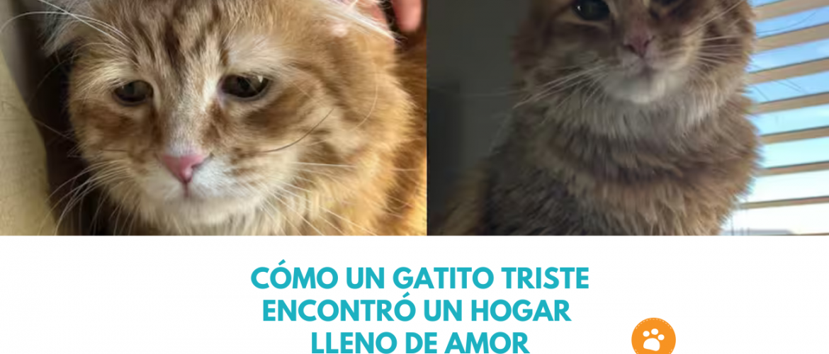 Cómo un Gatito Triste Encontró un Hogar lleno de amor
