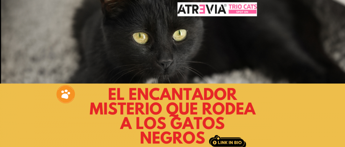 El encantador misterio que rodea a los gatos negros (4)