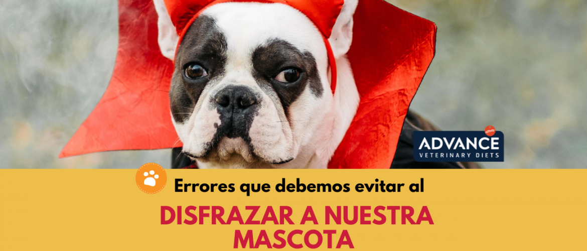 Errores que debemos evitar al disfrazar a nuestra mascota (9)