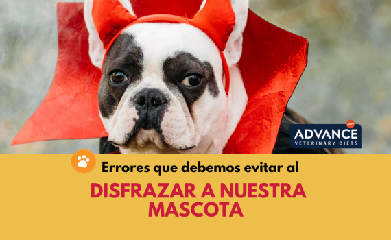 Errores que debemos evitar al disfrazar a nuestra mascota (9)