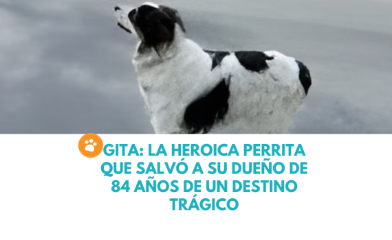 Gita: La heroica perrita que salvó a su dueño de 84 años de un destino trágico