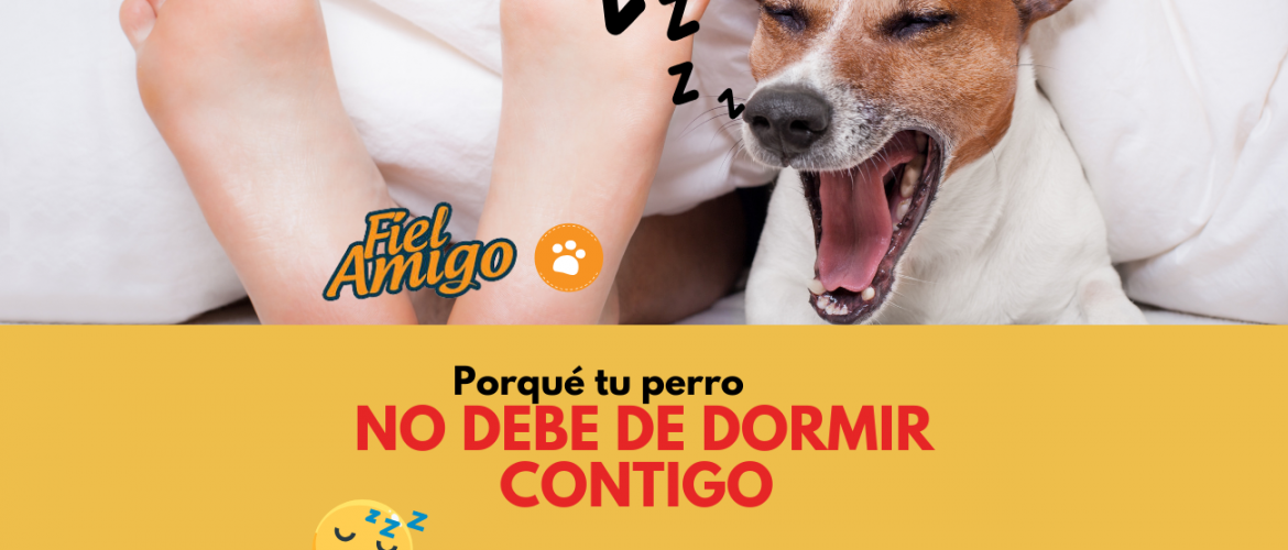 Porqué tu perro no debe de dormir contigo (4)