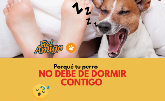 Porqué tu perro no debe de dormir contigo (4)