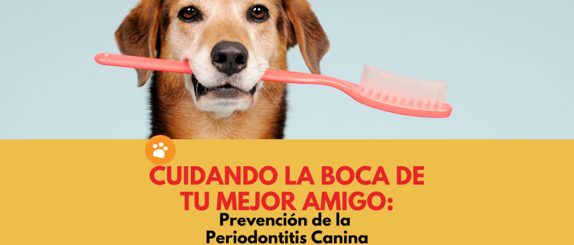 Prevención de la Periodontitis Canina