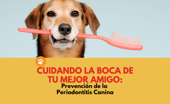 Prevención de la Periodontitis Canina