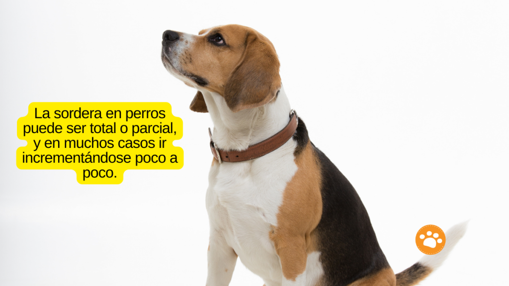 La sordera en perros puede ser total o parcial, y en muchos casos ir incrementándose poco a poco.