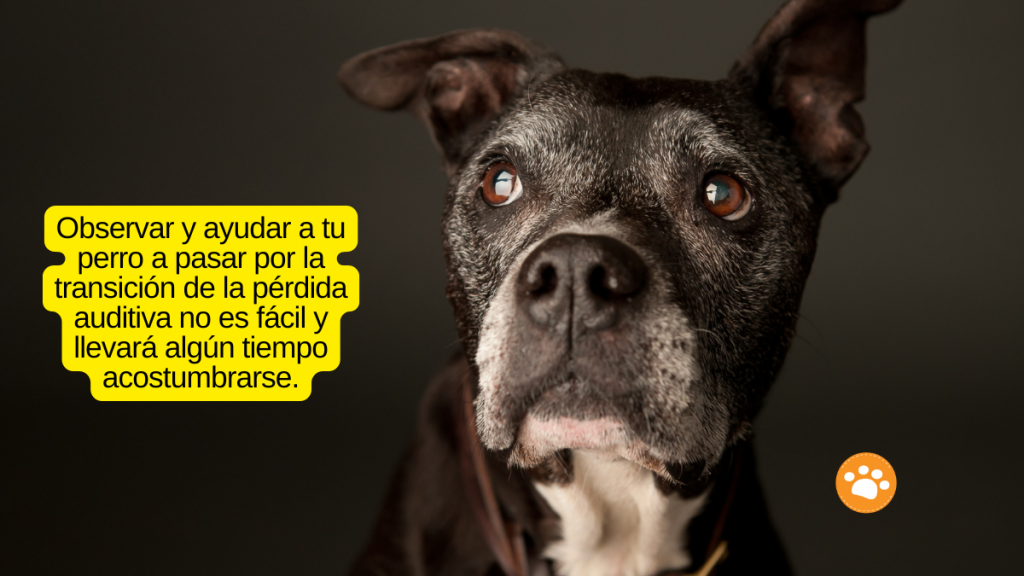 Observar y ayudar a tu perro a pasar por la transición de la pérdida auditiva no es fácil y llevará algún tiempo acostumbrarse.