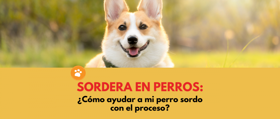 sordera en perros (1)