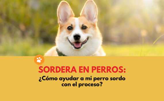 sordera en perros (1)