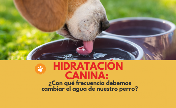 ¿Con qué frecuencia debemos cambiar el agua de nuestro perro?
