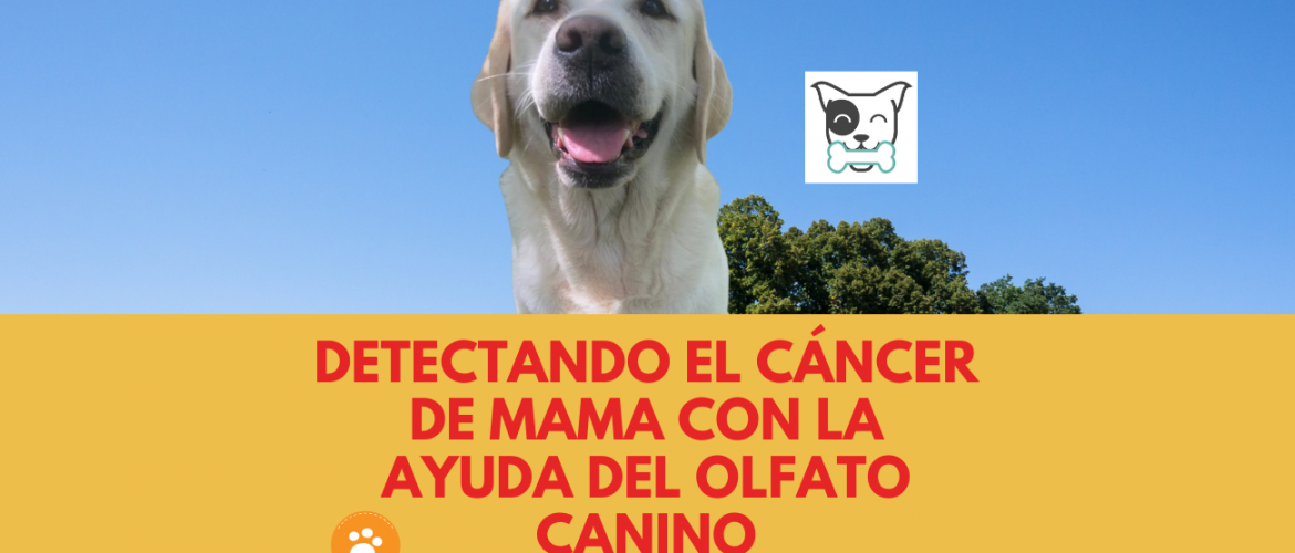 Cómo Detectar los Síntomas y Mejorar su Calidad de Vida