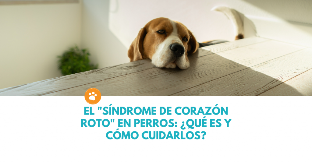 El "síndrome de corazón roto" en perros: ¿qué es y cómo cuidarlos?