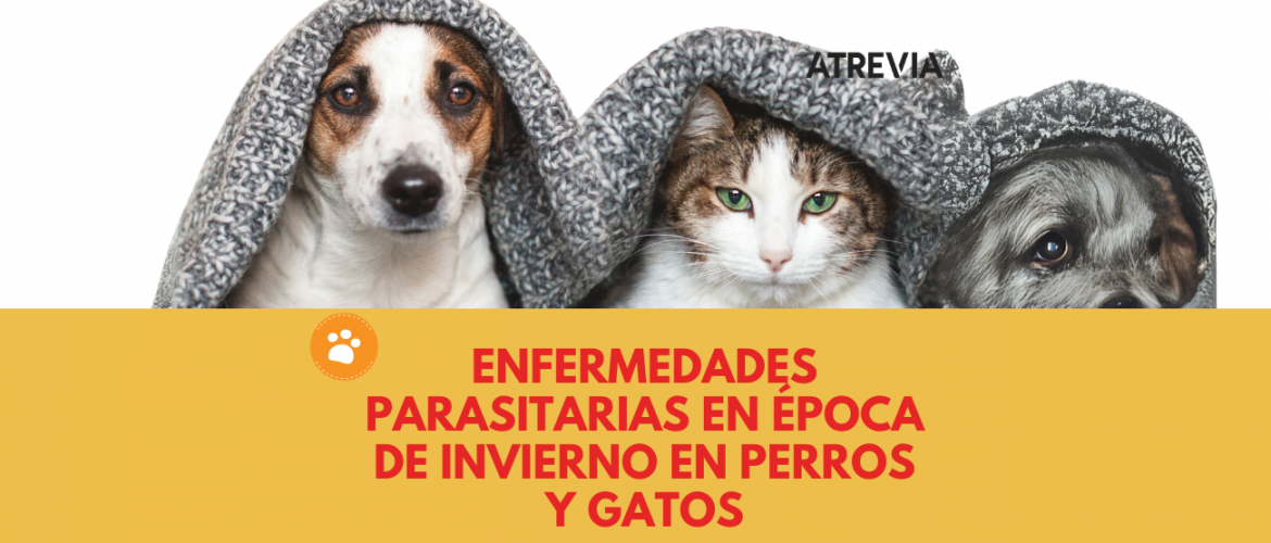 Enfermedades parasitarias en época de invierno en perros y gatos