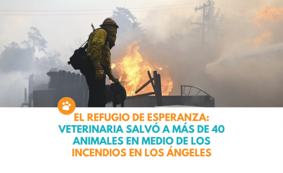 Refugio de esperanza: veterinaria salvó a más de 40 animales en medio de los incendios en Los Ángeles