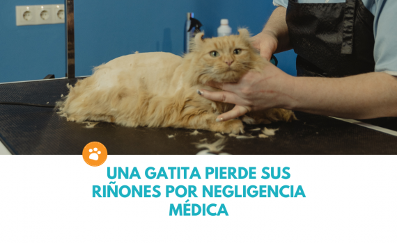 gatita pierde sus riñones (1)