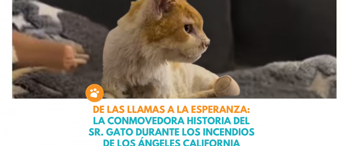 Sr. Gato se convirtió en un símbolo de lucha y esperanza tras los devastadores incendios de California.