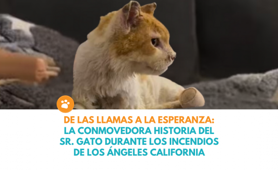Sr. Gato se convirtió en un símbolo de lucha y esperanza tras los devastadores incendios de California.