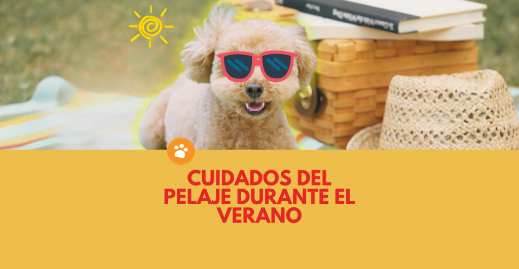 Cuidados del pelaje durante el verano