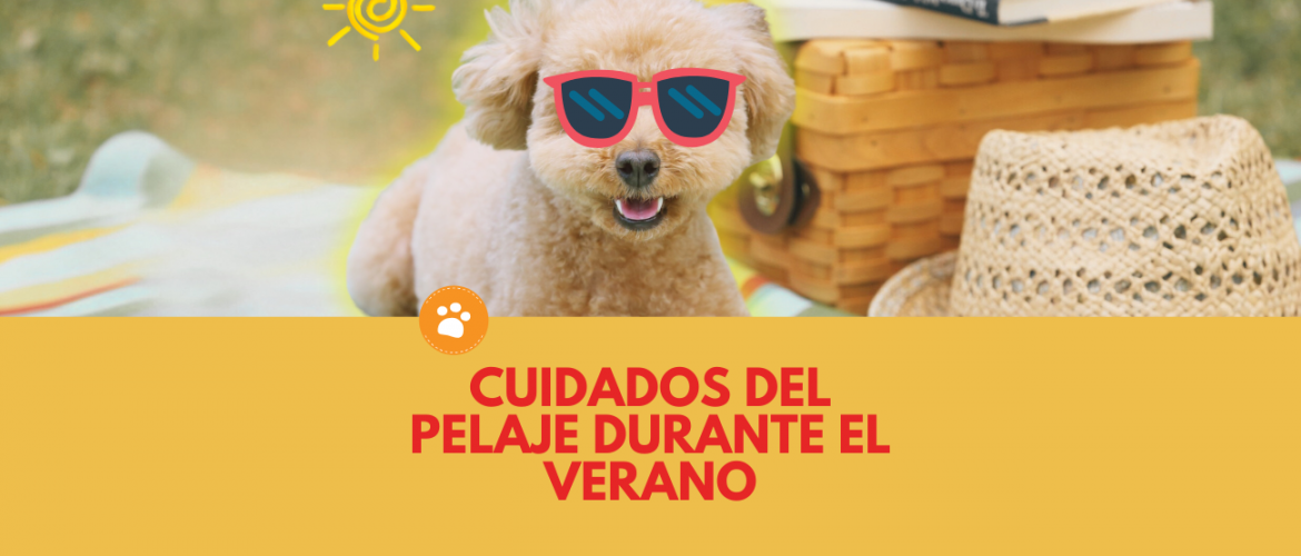 Cuidados del pelaje durante el verano
