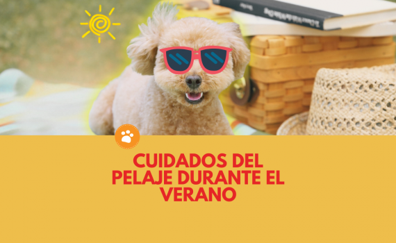 Cuidados del pelaje durante el verano