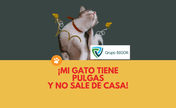 mi gato tiene pulgas