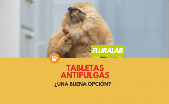 Tabletas antipulgas ¿Una buena opción?