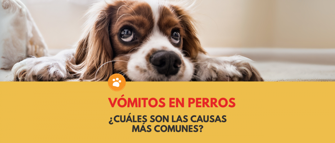 vomitos en perros, causas más comunes
