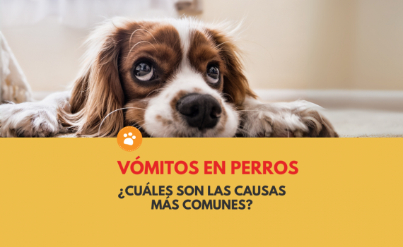 vomitos en perros, causas más comunes