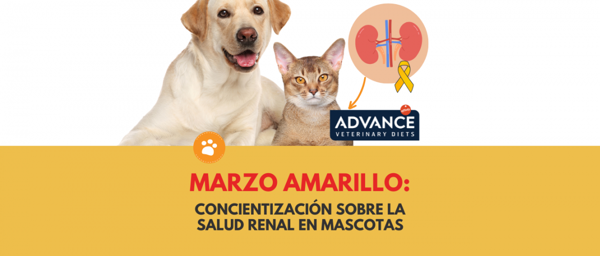 Concientización sobre la Salud Renal en Mascotas