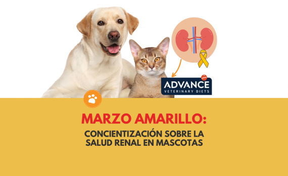 Concientización sobre la Salud Renal en Mascotas
