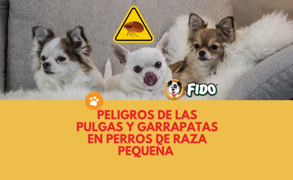 Peligros de las pulgas y garrapatas en perros de raza pequeña