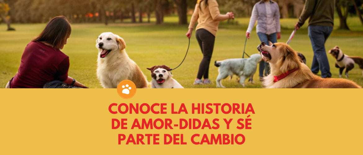 Conoce la historia de Amor-Didas y sé parte del cambio