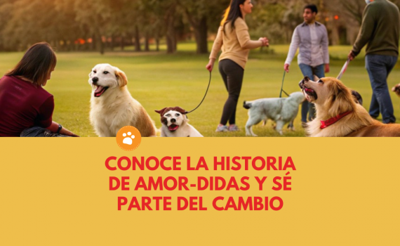 Conoce la historia de Amor-Didas y sé parte del cambio