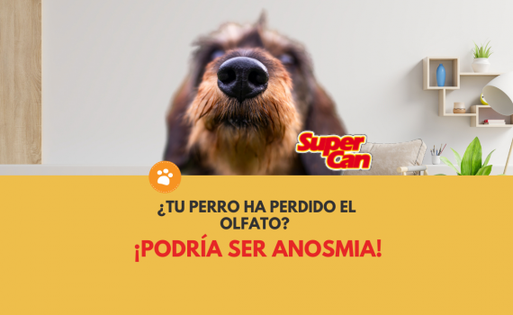 ¿Tu perro ha perdido el olfato? podria ser Anosmia