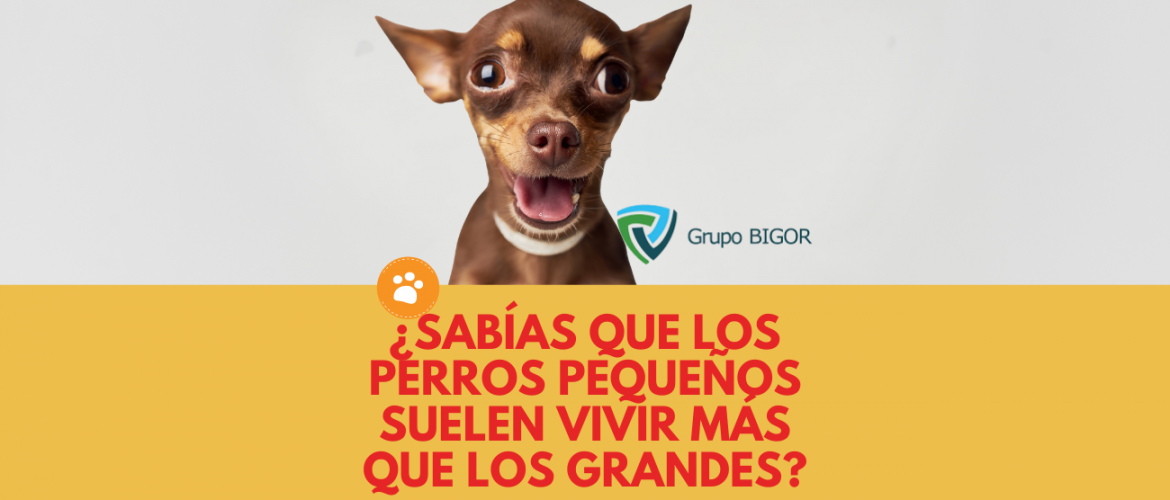 ¿Sabías que los perros pequeños suelen vivir más que los grandes (1)