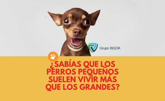 ¿Sabías que los perros pequeños suelen vivir más que los grandes (1)