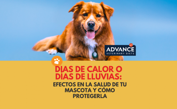 Dias de Calor o Dias de Lluvias: Efectos en la Salud de Tu Mascota y Cómo Protegerla