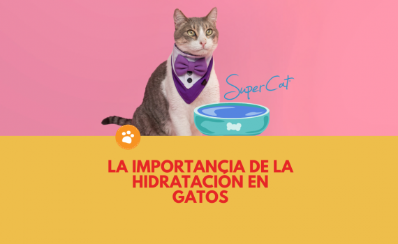 La importancia de la hidratación en gatos