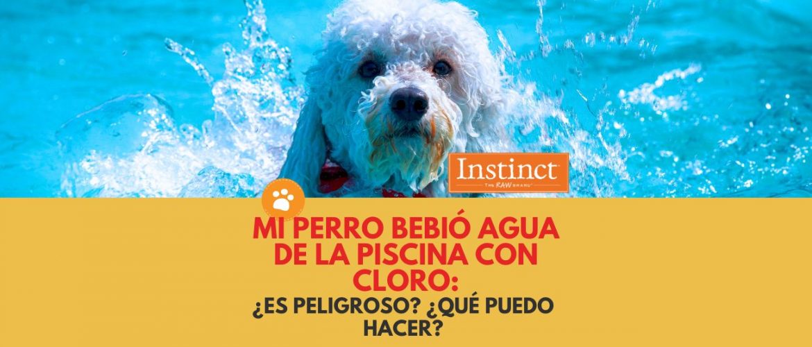 Mi perro bebió agua de la piscina con cloro: