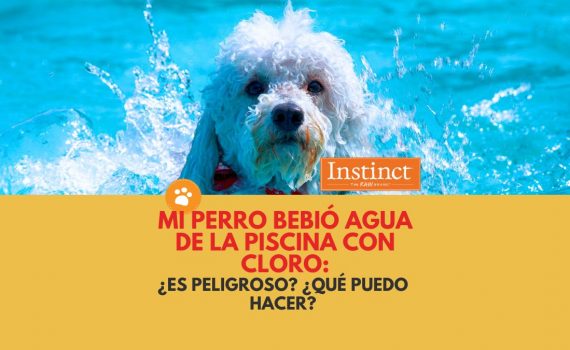 Mi perro bebió agua de la piscina con cloro: