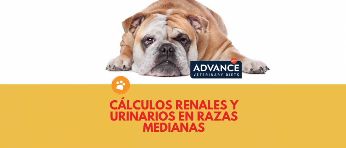 Cálculos renales y urinarios en razas medianas
