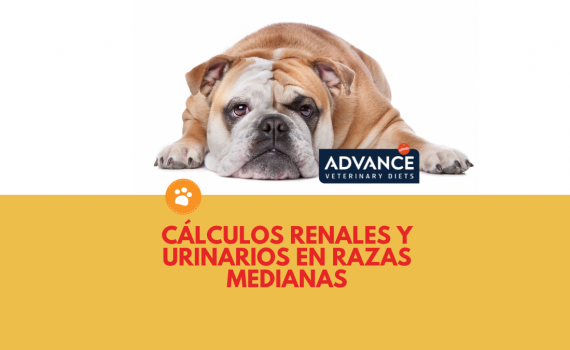 Cálculos renales y urinarios en razas medianas